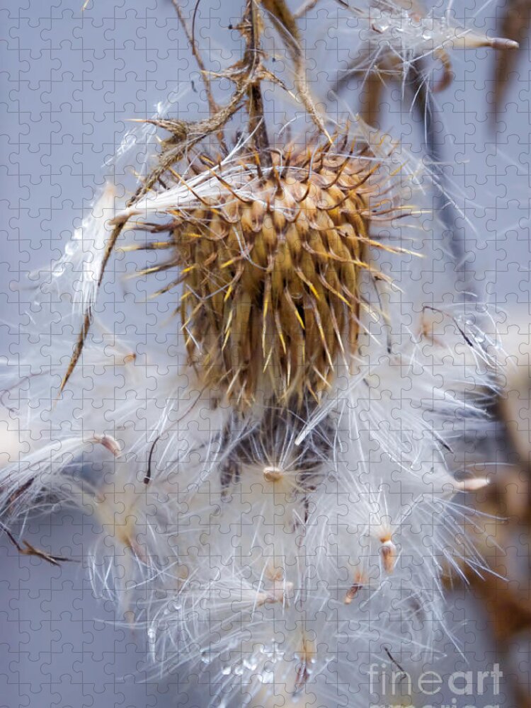 Thistle Jigsaw Puzzle featuring the photograph Spent Thistle by Adria Trail