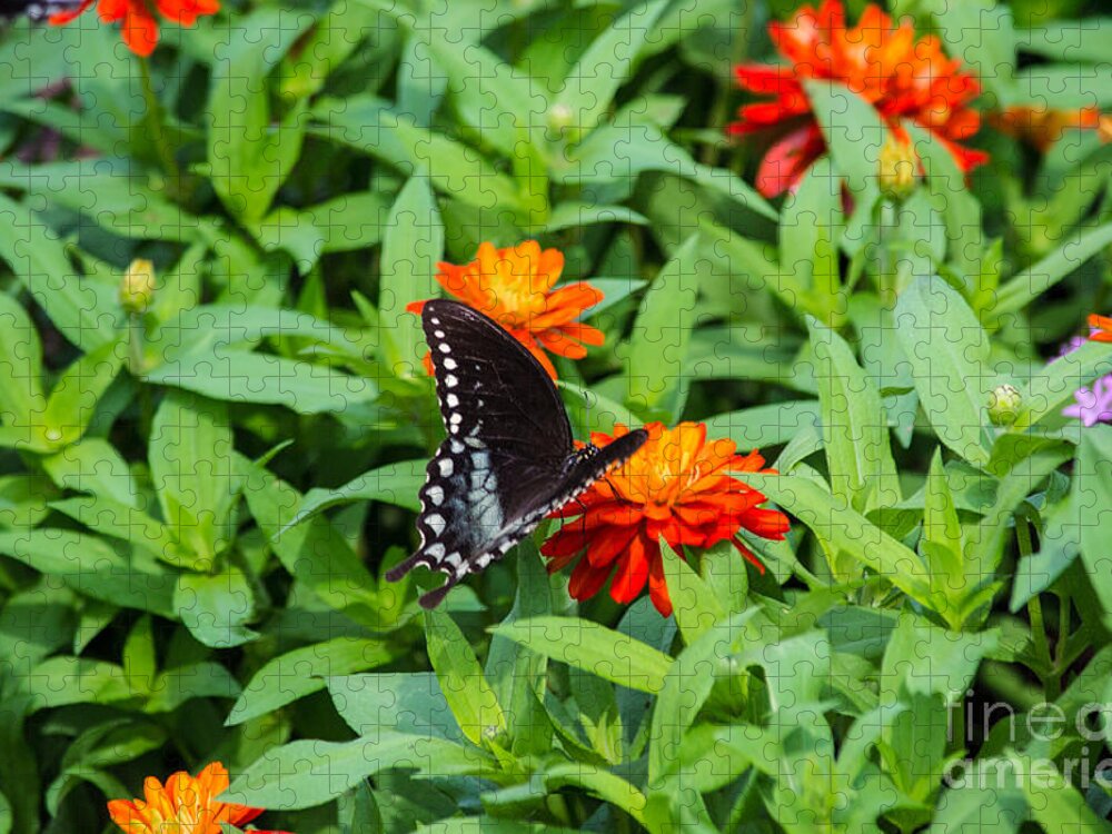 Spicebush Jigsaw Puzzle featuring the photograph Spicebush Swallowtail by Angela DeFrias