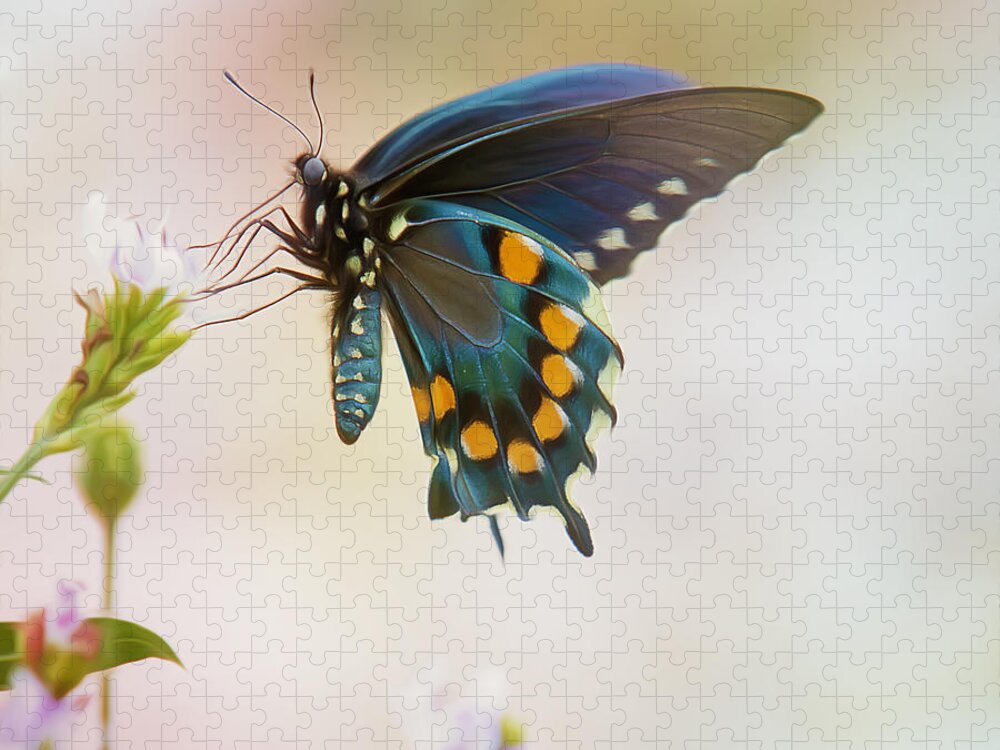 Insect Jigsaw Puzzle featuring the photograph Spicebush Swallowtail Butterfly by Bill and Linda Tiepelman