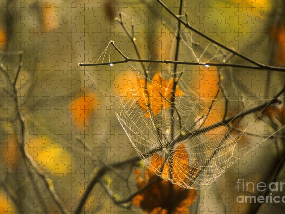 Landscape Jigsaw Puzzle featuring the photograph Spider Web And Autumn Leaves by Richard and Ellen Thane