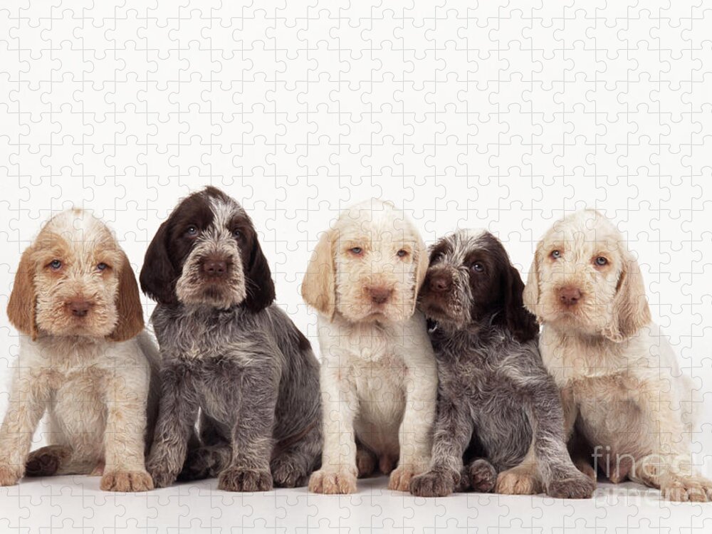 Dog Jigsaw Puzzle featuring the photograph Spinone Puppy Dogs by John Daniels