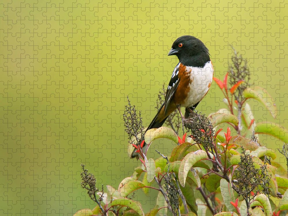 Spotted Towhee Jigsaw Puzzle featuring the photograph Spotted Towhee by Ram Vasudev