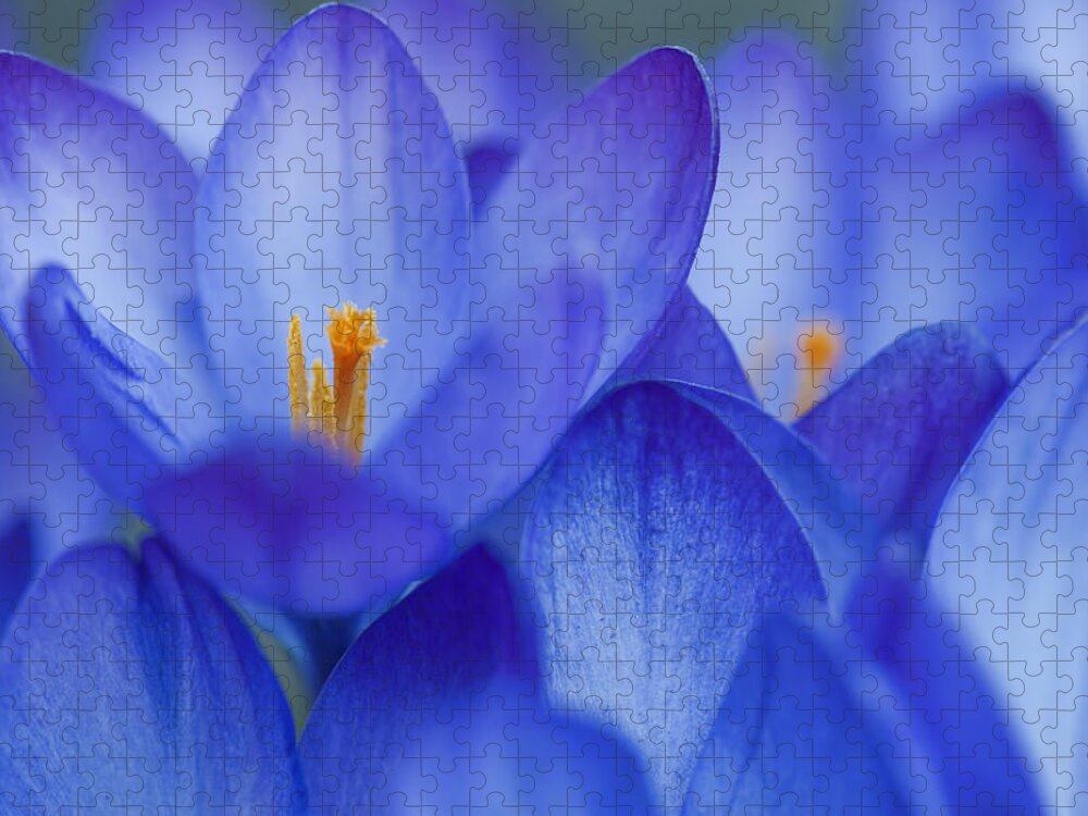 Crocus Jigsaw Puzzle featuring the photograph Spring Day by Jean-Pierre Ducondi