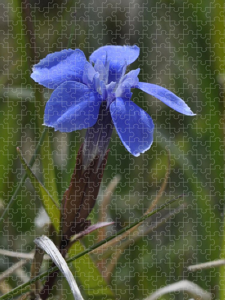 Spring Gentian Jigsaw Puzzle featuring the photograph Spring Gentian by Rob Hemphill
