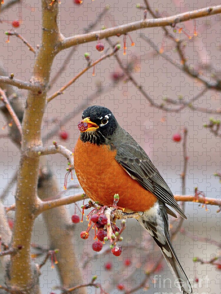 American Robin Jigsaw Puzzle featuring the photograph Spring is Coming by Betty LaRue