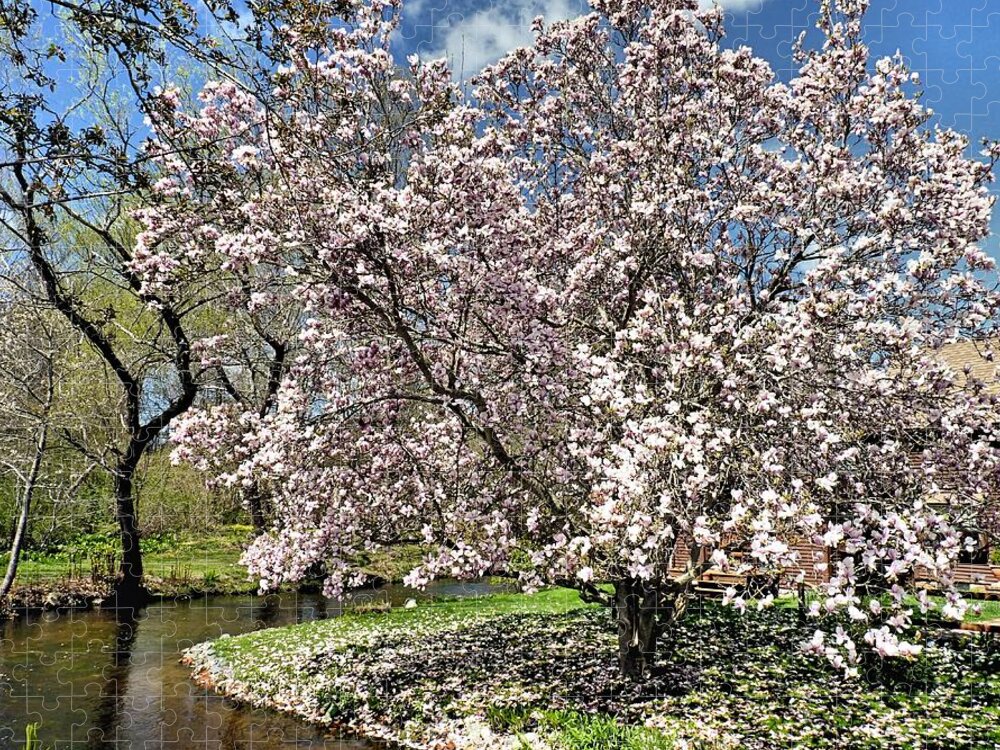 Trees Jigsaw Puzzle featuring the photograph Spring Magnolia by Janice Drew