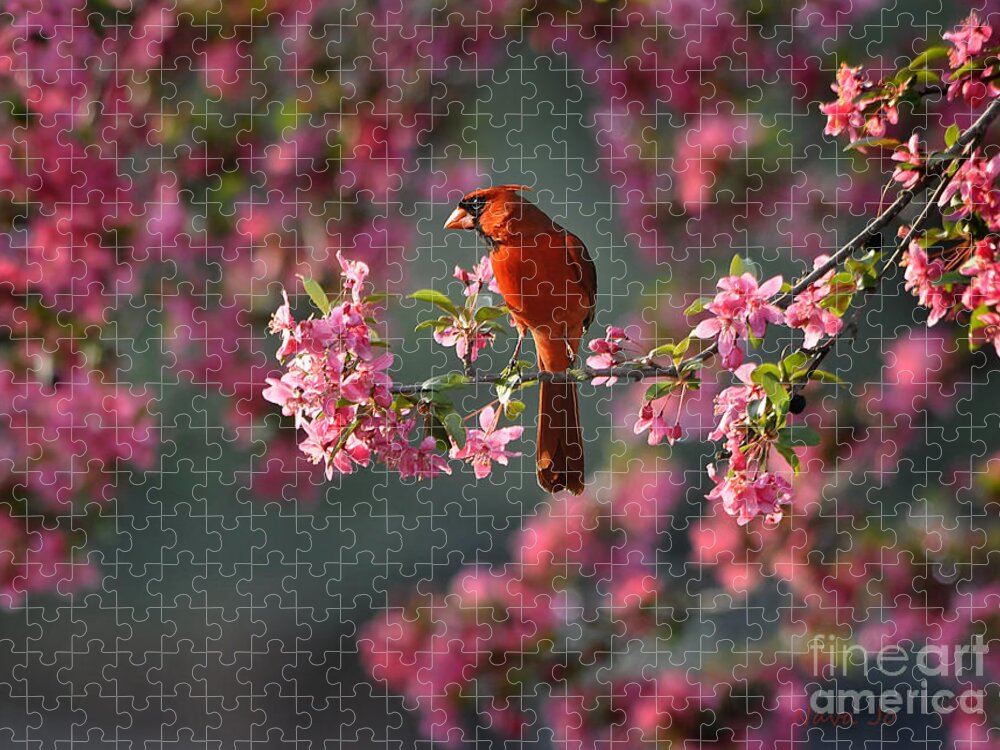 Nature Jigsaw Puzzle featuring the photograph Spring Morning Cardinal by Nava Thompson