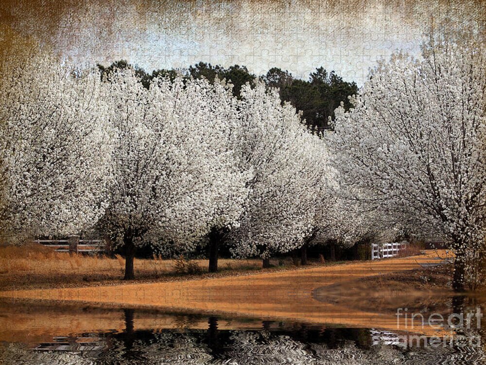 Flowers Jigsaw Puzzle featuring the photograph Spring Pear Blossoms by Kathy Baccari