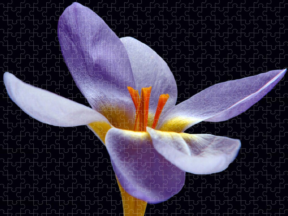 Crocus Jigsaw Puzzle featuring the photograph Spring Portrait. by Terence Davis