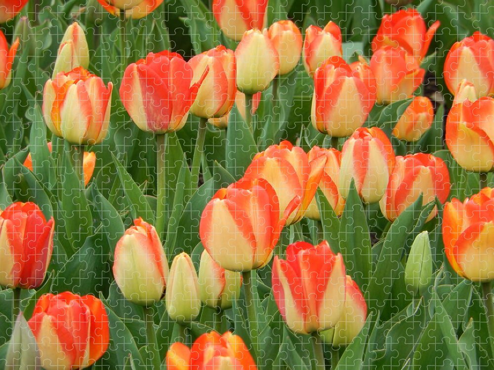 Tulips Jigsaw Puzzle featuring the photograph Spring Tulips by Betty-Anne McDonald