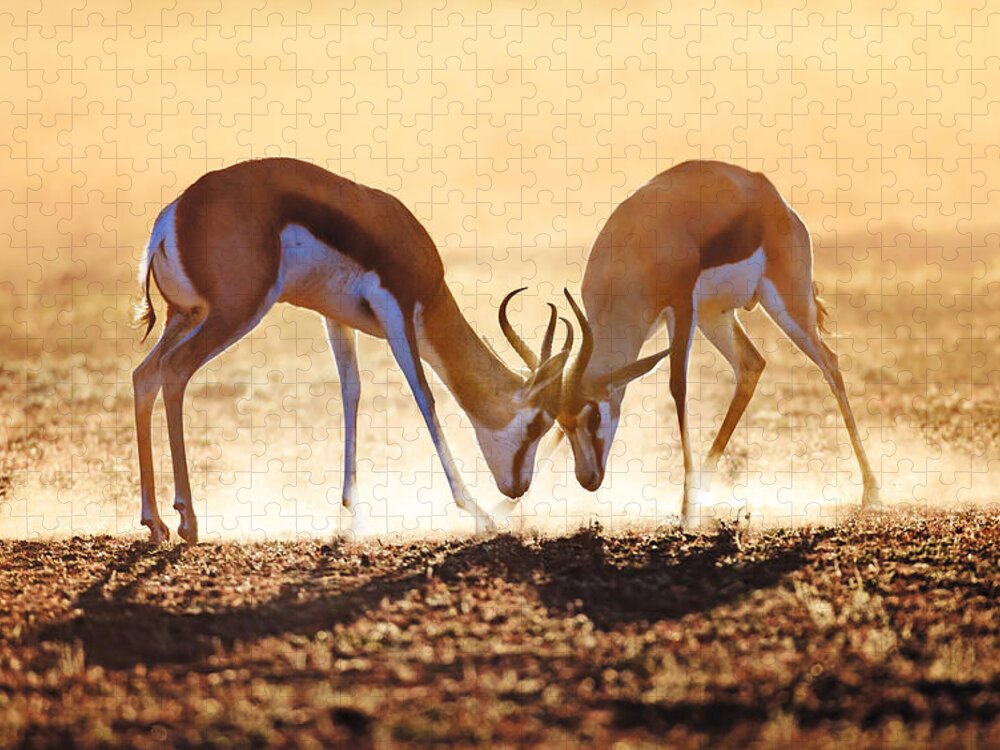 Springbok Jigsaw Puzzle featuring the photograph Springbok dual in dust by Johan Swanepoel