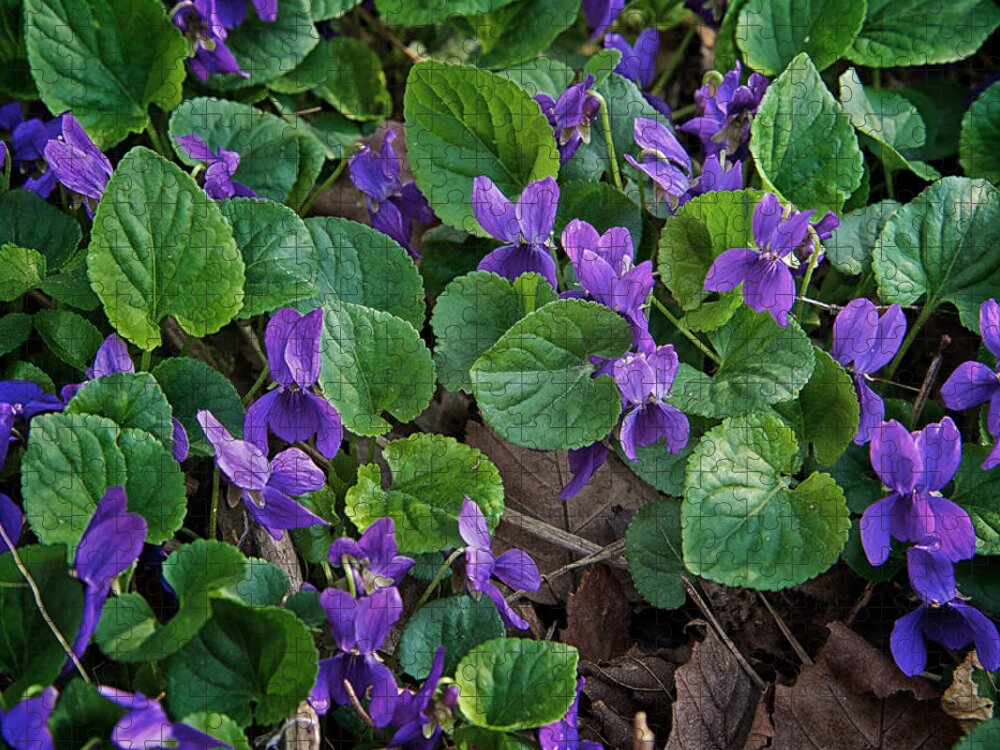 Flower Jigsaw Puzzle featuring the photograph Springtime Violets by Mary Lee Dereske