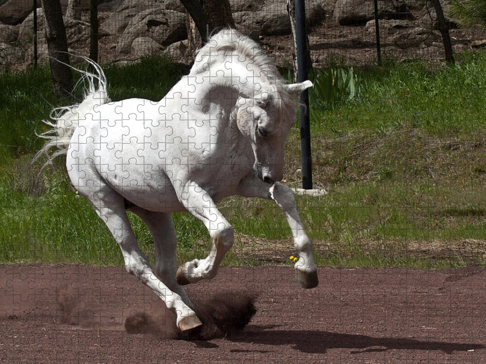 Stallion Jigsaw Puzzle featuring the photograph Stallion by Wes and Dotty Weber
