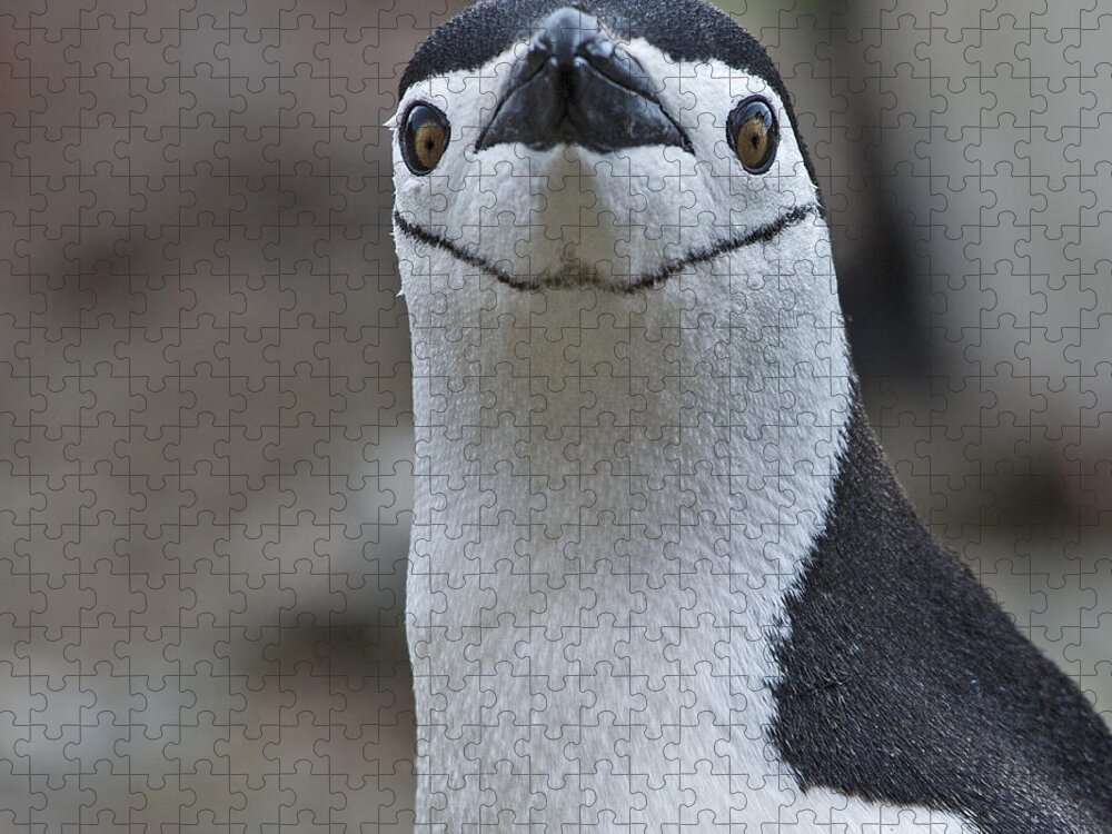 Festblues Jigsaw Puzzle featuring the photograph Stare Down.. by Nina Stavlund