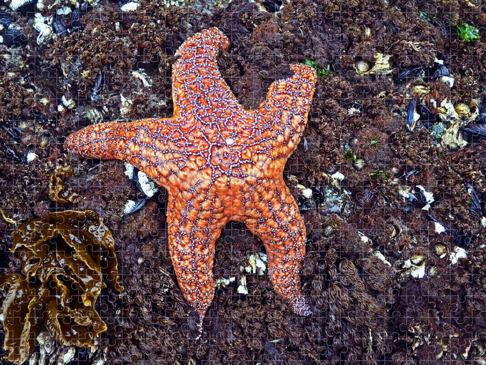 Starfish Jigsaw Puzzle featuring the photograph Starfish - Oregon Coastline by George Bostian