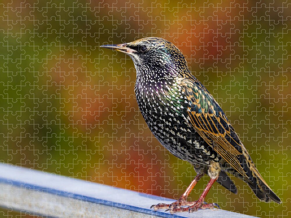 Starling Jigsaw Puzzle featuring the photograph Starling Sturnus vulgaris by Chris Smith