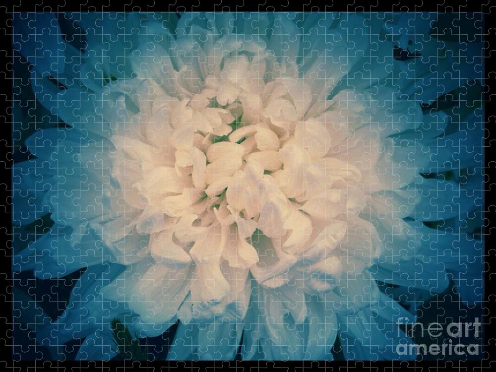 Chrysanthemums Jigsaw Puzzle featuring the photograph Starry Flower by Joan-Violet Stretch