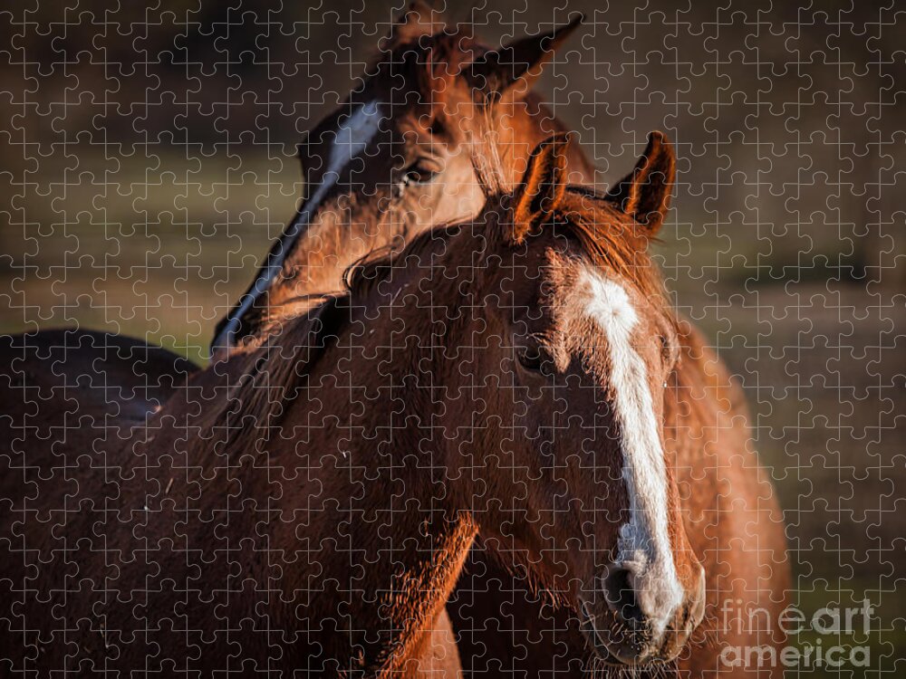 Horses Jigsaw Puzzle featuring the photograph Stay Close by Ana V Ramirez