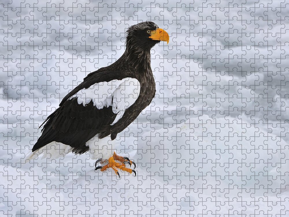 Thomas Marent Jigsaw Puzzle featuring the photograph Stellers Sea Eagle Hokkaido Japan by Thomas Marent