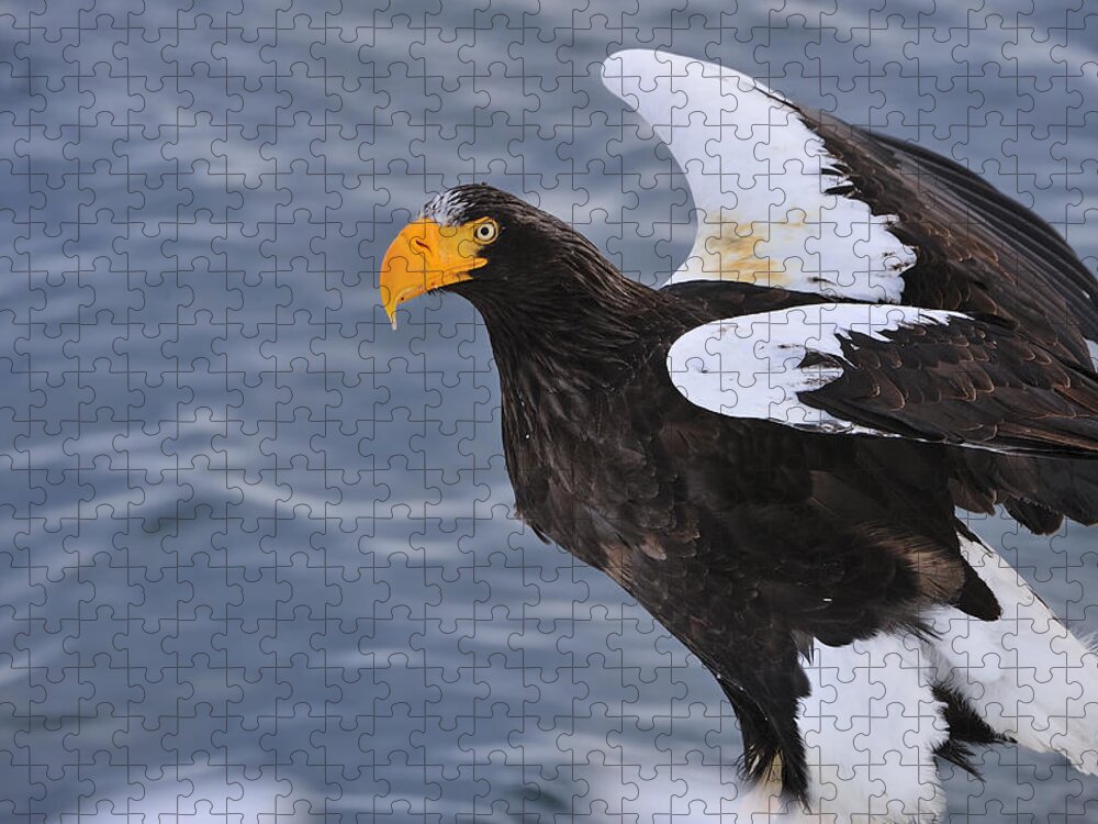 Thomas Marent Jigsaw Puzzle featuring the photograph Stellers Sea Eagle Taking Flight by Thomas Marent