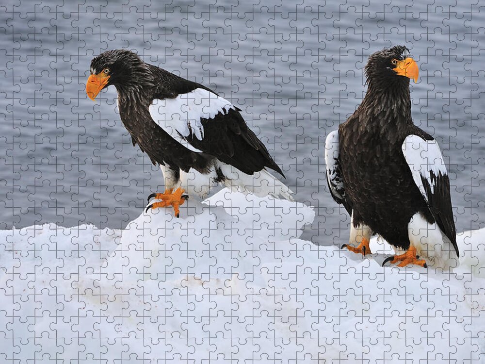 Thomas Marent Jigsaw Puzzle featuring the photograph Stellers Sea Eagles On Ice Hokkaido by Thomas Marent
