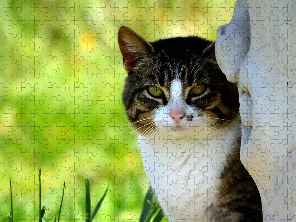 Cat Jigsaw Puzzle featuring the photograph Still by Deena Stoddard