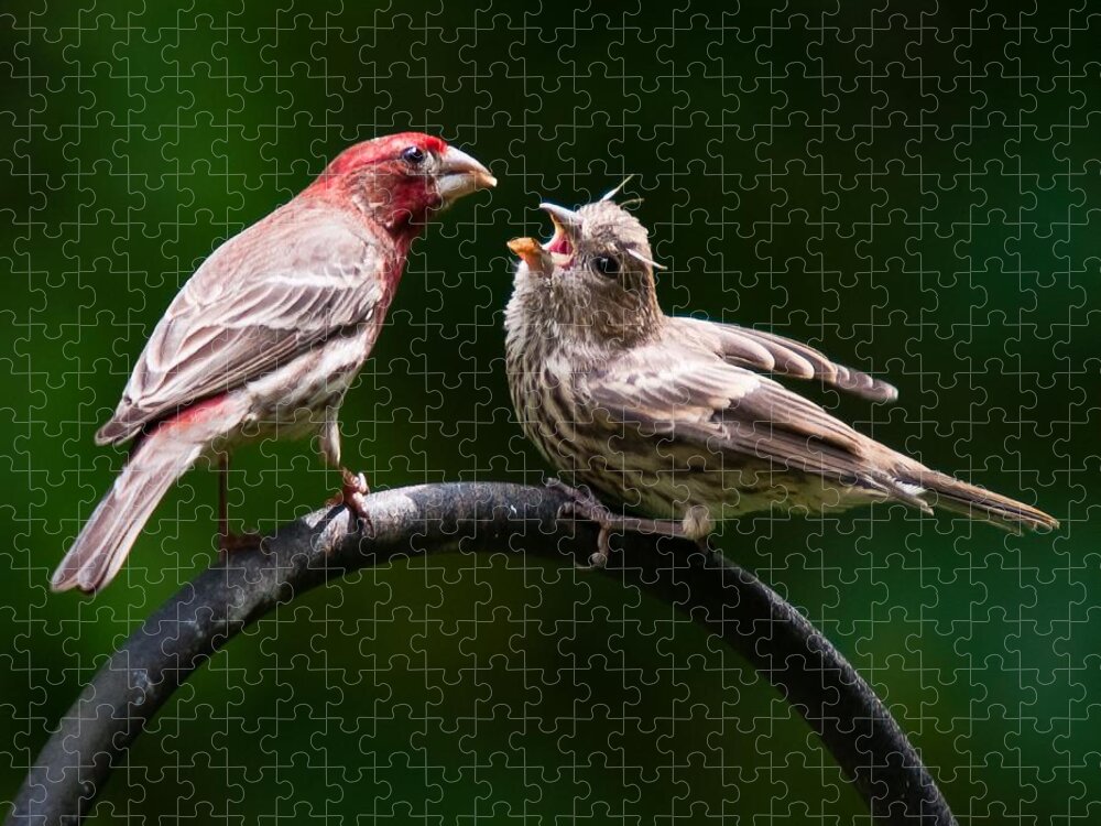 Purple Finch Jigsaw Puzzle featuring the photograph Stop playing dad. give it to me by Robert L Jackson