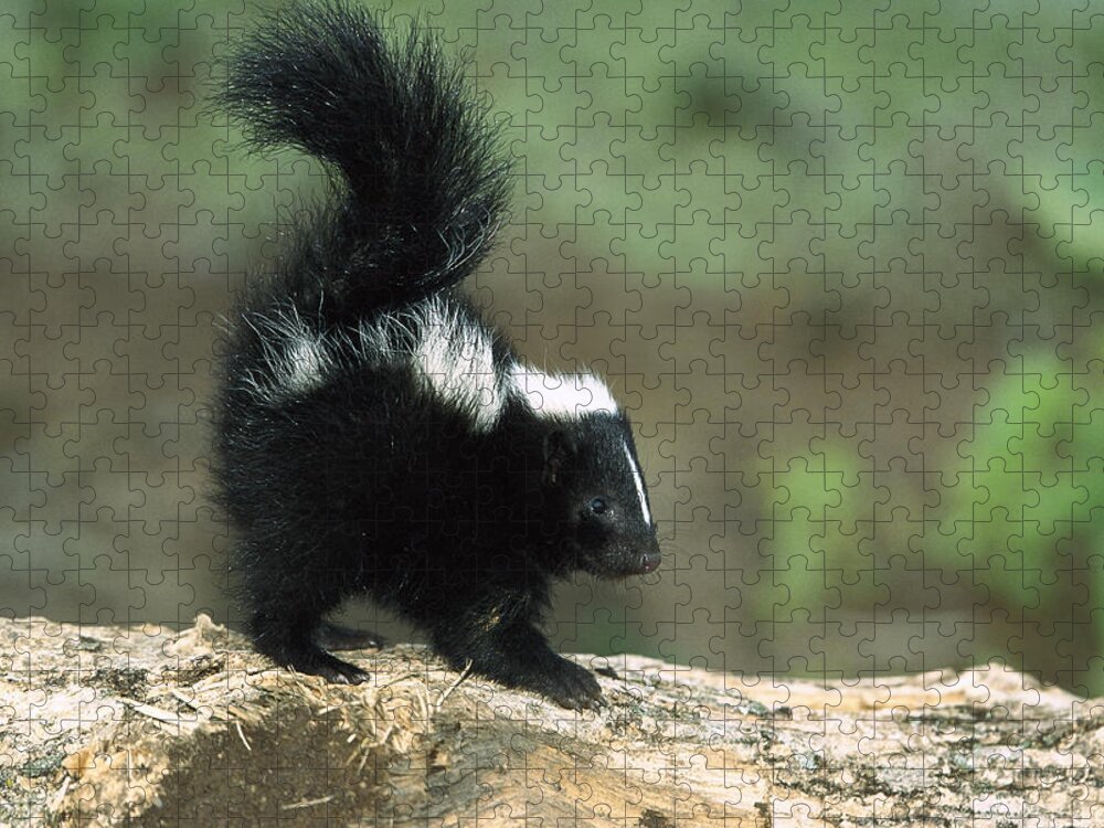 Feb0514 Jigsaw Puzzle featuring the photograph Striped Skunk Kit With Tail Raised by Konrad Wothe