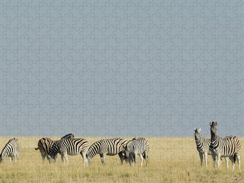 Grass Jigsaw Puzzle featuring the photograph Stripes And Gold by Johann Van Heerden