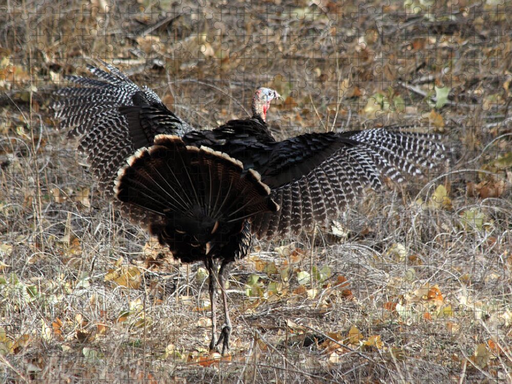 Turkey Jigsaw Puzzle featuring the photograph Strutting Around by Shane Bechler