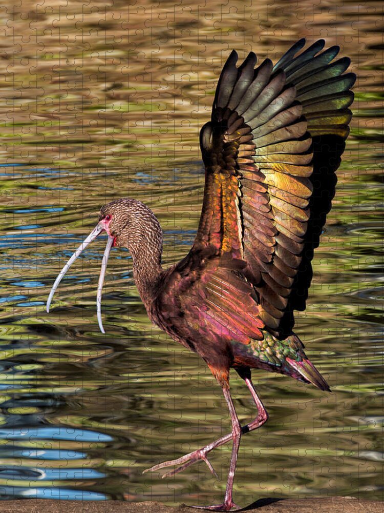 Ibis Jigsaw Puzzle featuring the photograph Strutting Ibis by Kathleen Bishop