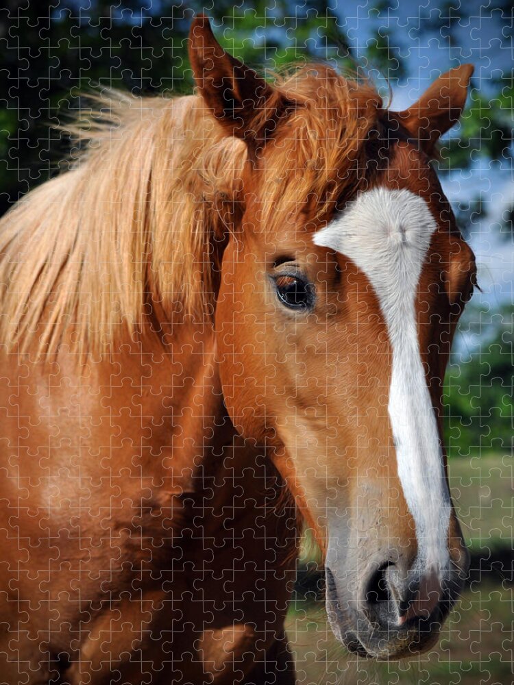  Equine Face Jigsaw Puzzle featuring the photograph Stud Horse by Savannah Gibbs