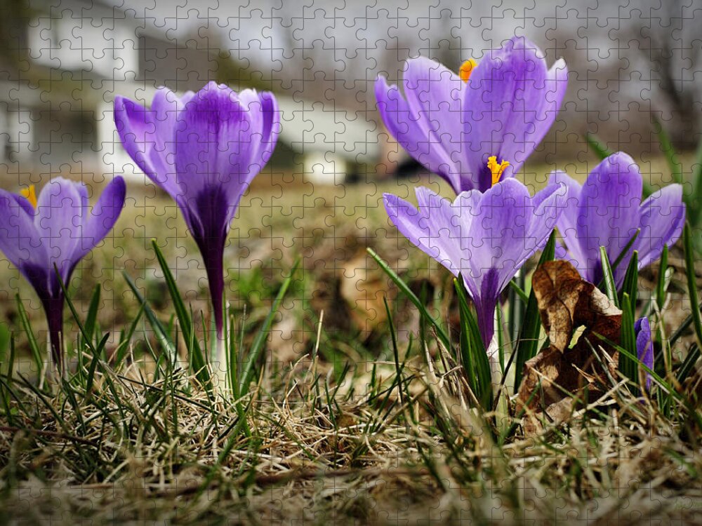 Spring Jigsaw Puzzle featuring the photograph Suburban Spring by Luke Moore