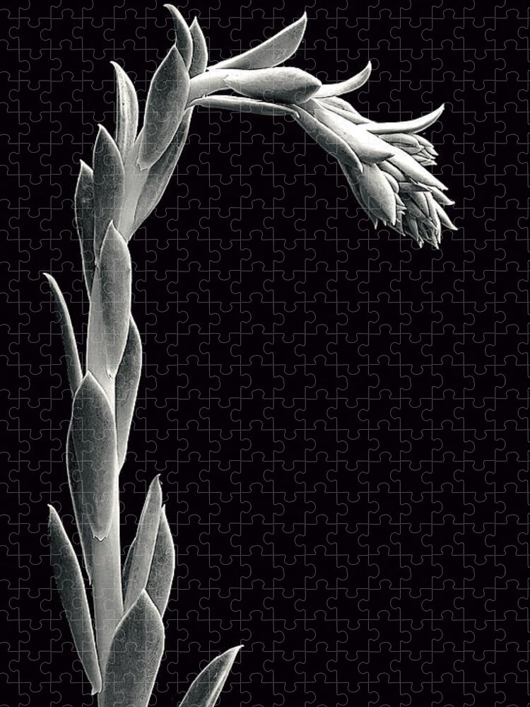 Succulent;black & White Jigsaw Puzzle featuring the photograph Bowing Succulent by Robert Woodward