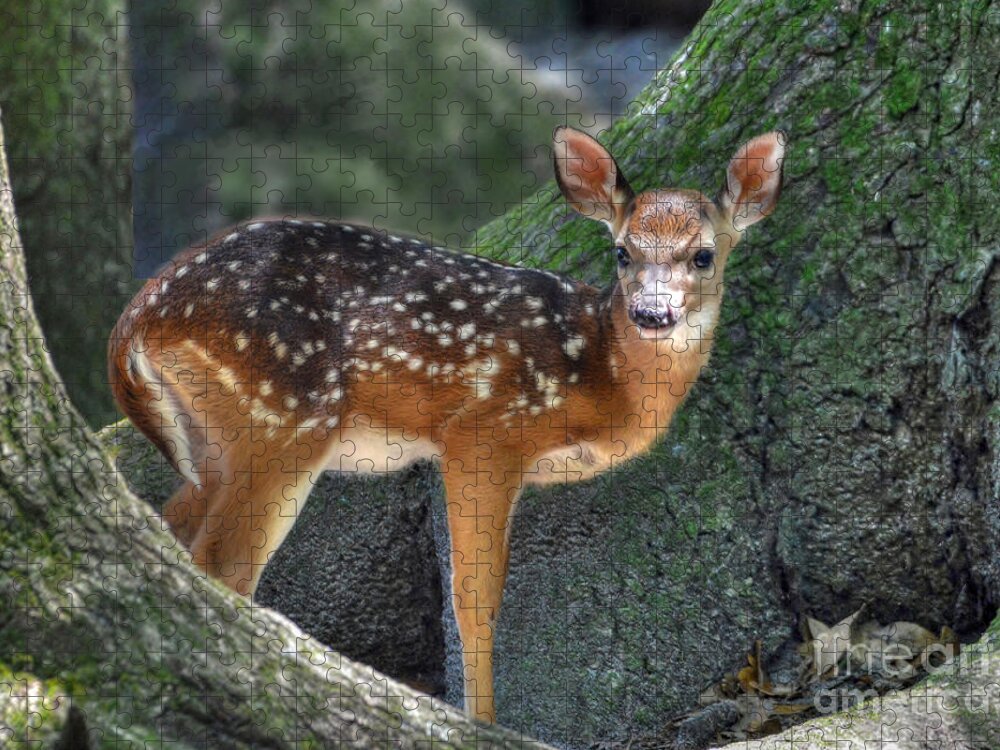 Deer Jigsaw Puzzle featuring the photograph Such A Deer by Kathy Baccari