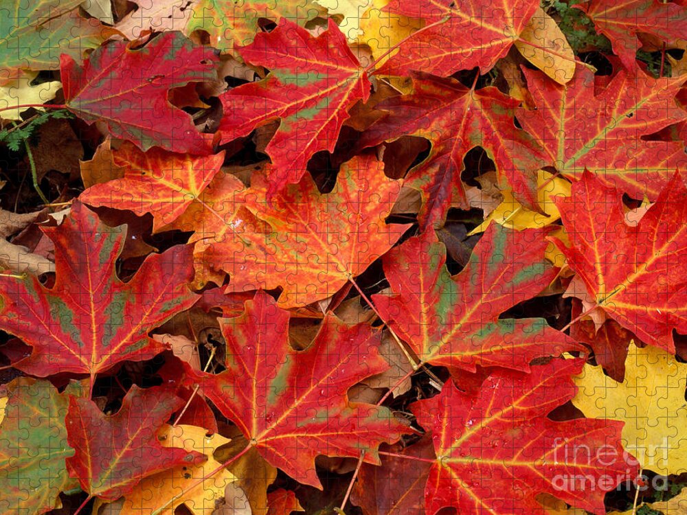 Sugar Maple Leaves Jigsaw Puzzle featuring the photograph Sugar Maple Leaves by Michael P Gadomski