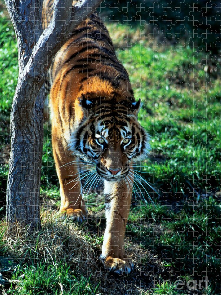 Fauna Jigsaw Puzzle featuring the photograph Sumatran Tiger Panthera Tigris Sumatrae by Gregory G. Dimijian, M.D.