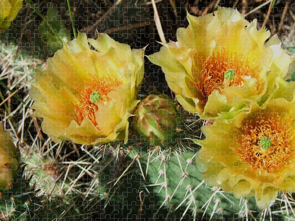 Cactus Jigsaw Puzzle featuring the photograph Summer Cactus Blooms by Kae Cheatham