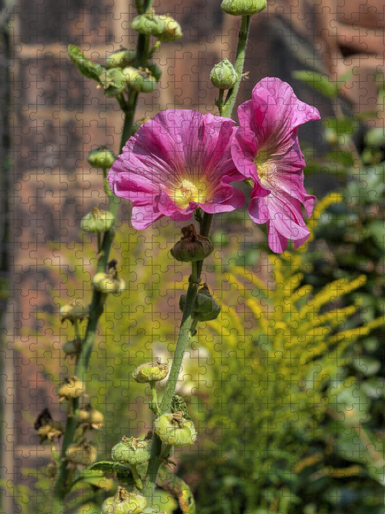 Flower Jigsaw Puzzle featuring the photograph Summer Hollyhocks by Ian Mitchell