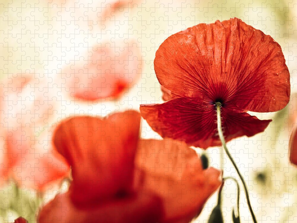 Poppy Jigsaw Puzzle featuring the photograph Summer Poppy by Nailia Schwarz