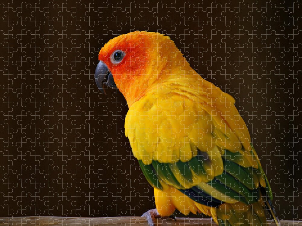 Parrot Jigsaw Puzzle featuring the photograph Sun Conure Parrot by Sandy Keeton