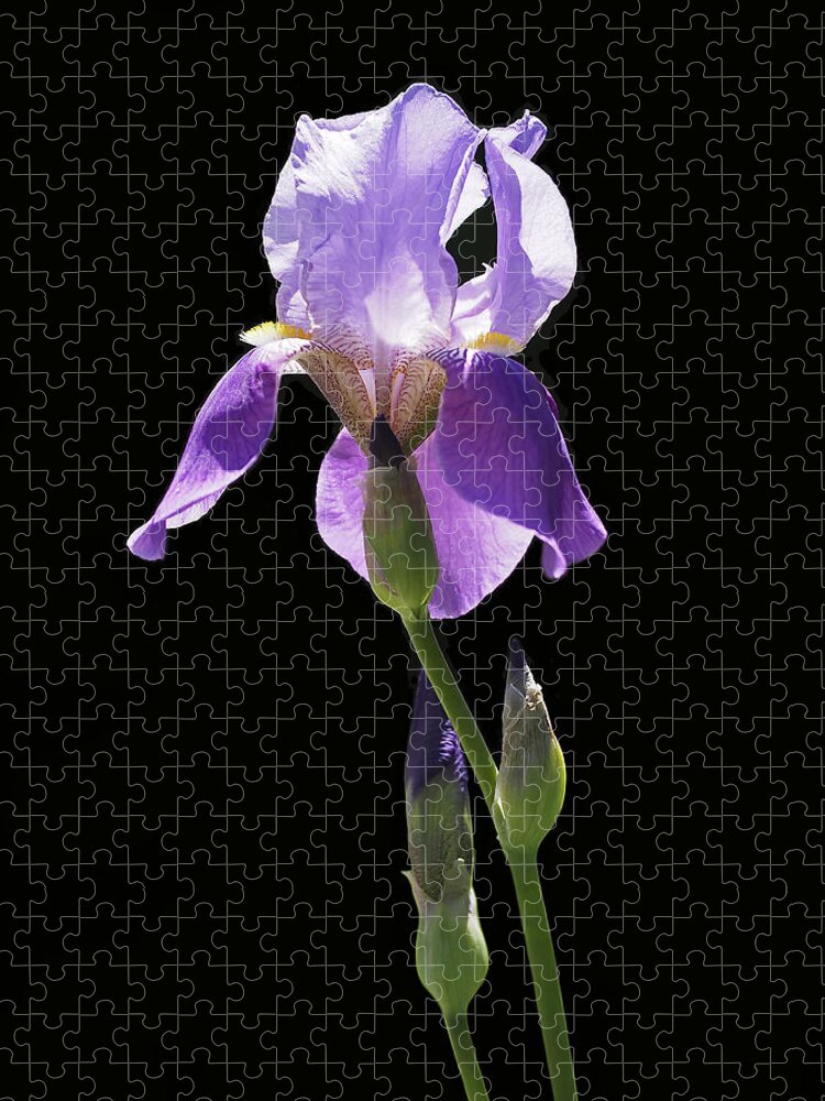 Iris Jigsaw Puzzle featuring the photograph Sun-drenched Iris by Rona Black