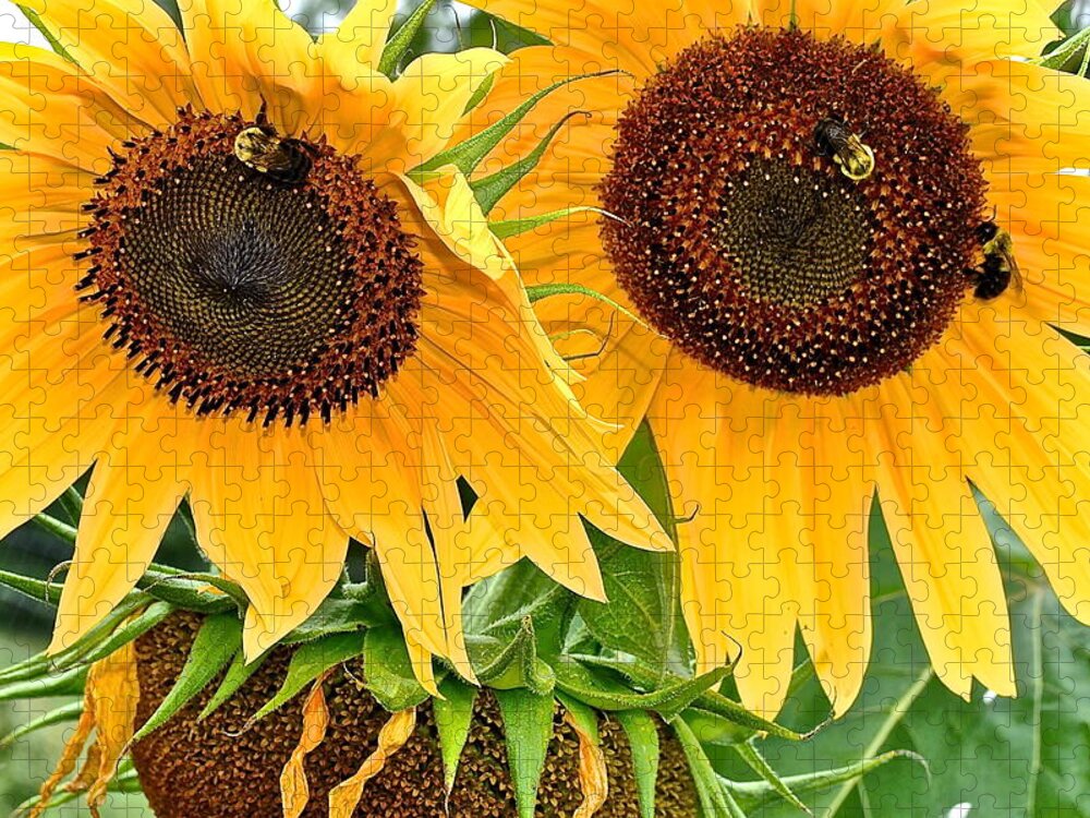 Close Jigsaw Puzzle featuring the photograph Sunflower Close Up by Frozen in Time Fine Art Photography