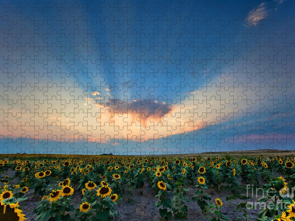 Flowers Jigsaw Puzzle featuring the photograph Sunflower Field at Sunset by Jim Garrison