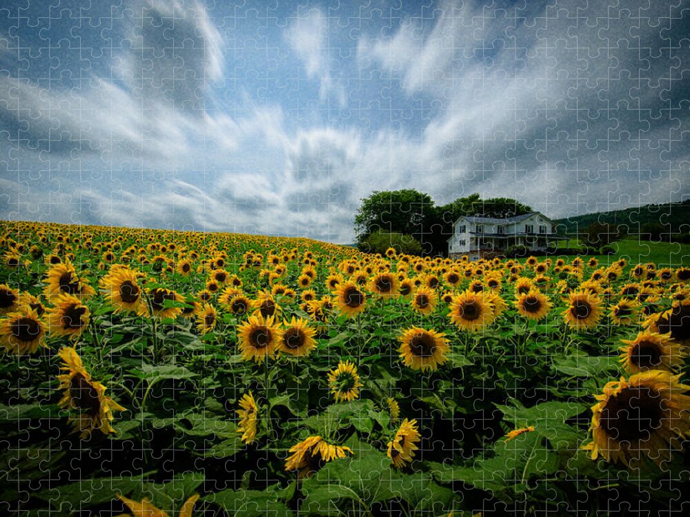 Sunflower Field Jigsaw Puzzle featuring the photograph Sunflower field by Crystal Wightman