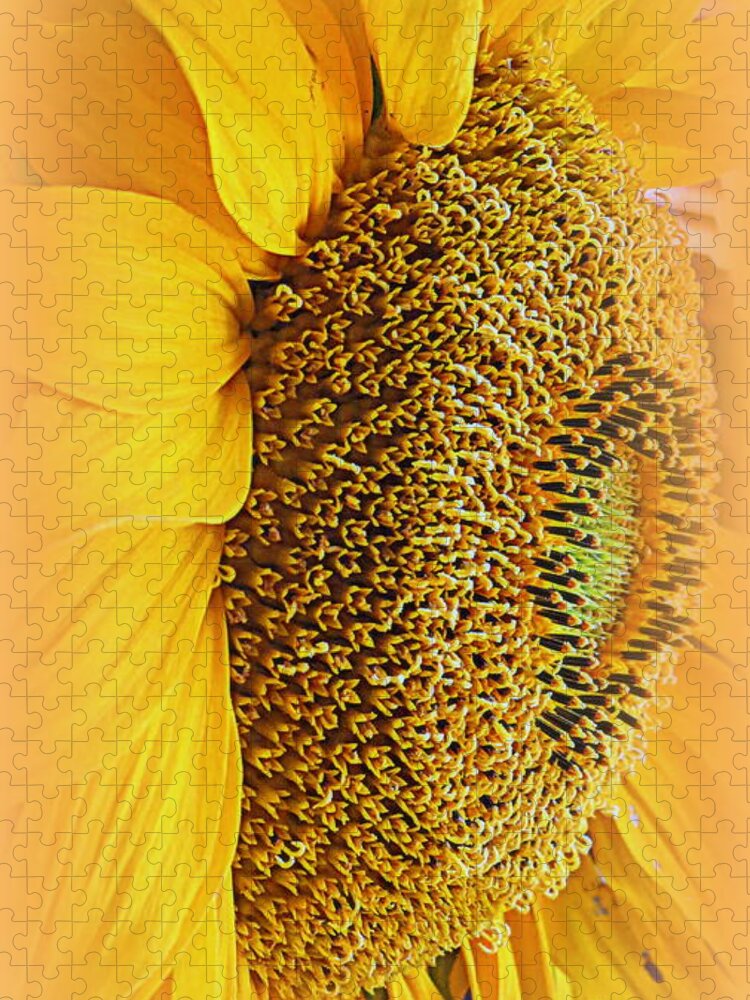 Macro Jigsaw Puzzle featuring the photograph Sunflower by Kay Novy