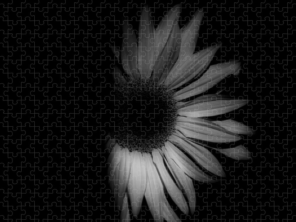Sunflower-shaded-32-black And White Sunflower Jigsaw Puzzle featuring the photograph Sunflower-shaded-32 by Rae Ann M Garrett