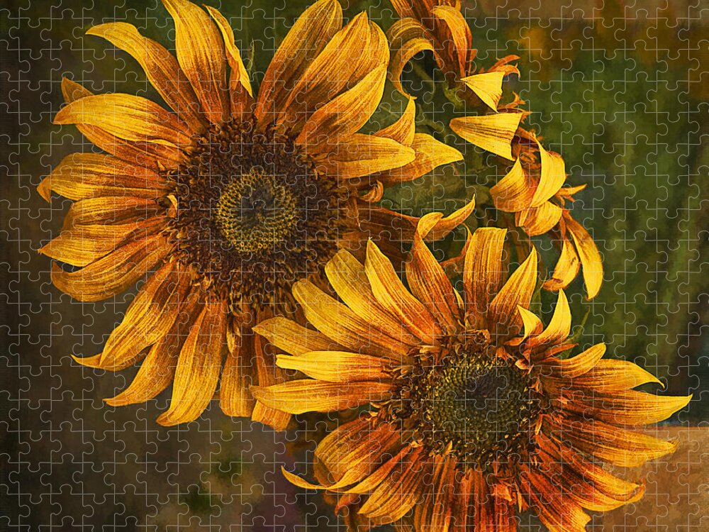 Sunflowers Jigsaw Puzzle featuring the photograph Sunflower Trio by Priscilla Burgers