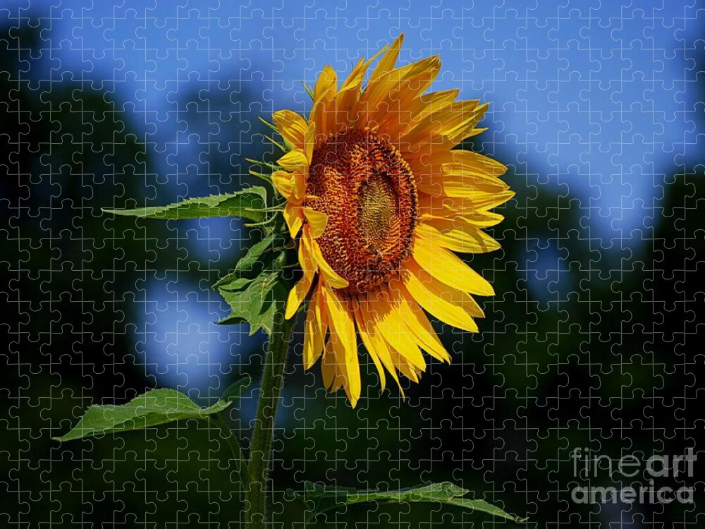 Sunflower Jigsaw Puzzle featuring the photograph Sunflower With Honeybee by Catherine Sherman