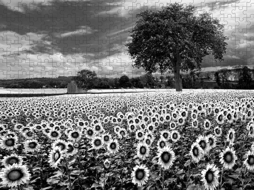 American Jigsaw Puzzle featuring the photograph Sunflowers in Black and White by Debra and Dave Vanderlaan